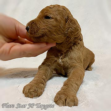 �X�^���_�[�h�v�[�h���@���b�h